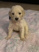 Small Photo #31 Goldendoodle Puppy For Sale in VACAVILLE, CA, USA