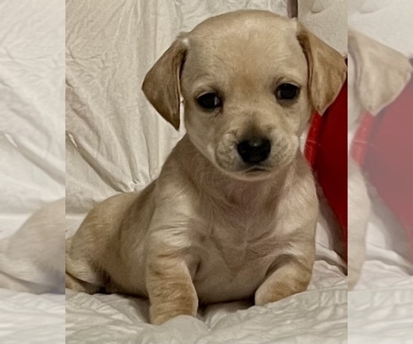 Medium Photo #5 Chiweenie Puppy For Sale in SPARKS, NV, USA