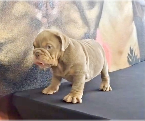 Medium Photo #12 English Bulldog Puppy For Sale in SAN MATEO, CA, USA