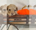 Puppy Monica Cavapoo