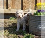 Small Photo #2 Goldendoodle-Poodle (Standard) Mix Puppy For Sale in LEHIGHTON, PA, USA