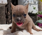 Small Photo #63 French Bulldog Puppy For Sale in GOSHEN, IN, USA