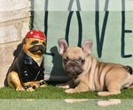 Small Photo #8 French Bulldog Puppy For Sale in BAYTOWN, TX, USA
