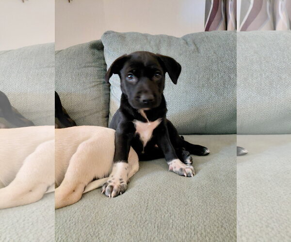 Medium Photo #1 Shepradors Puppy For Sale in Holly Springs, NC, USA