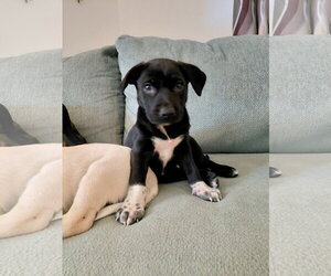 Shepradors Dogs for adoption in Holly Springs, NC, USA