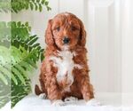 Small #1 Goldendoodle (Miniature)