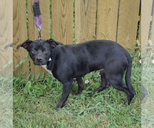 Medium Photo #4 Beagle-Chihuahua Mix Puppy For Sale in Huntley, IL, USA