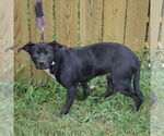 Small #3 Beagle-Chihuahua Mix
