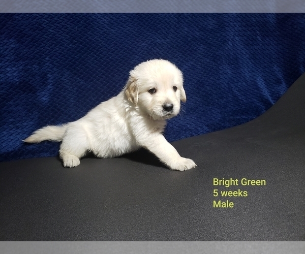 Medium Photo #10 Golden Retriever Puppy For Sale in ROMULUS, MI, USA