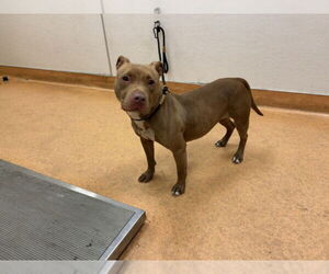 Mutt Dog for Adoption in Martinez, California USA