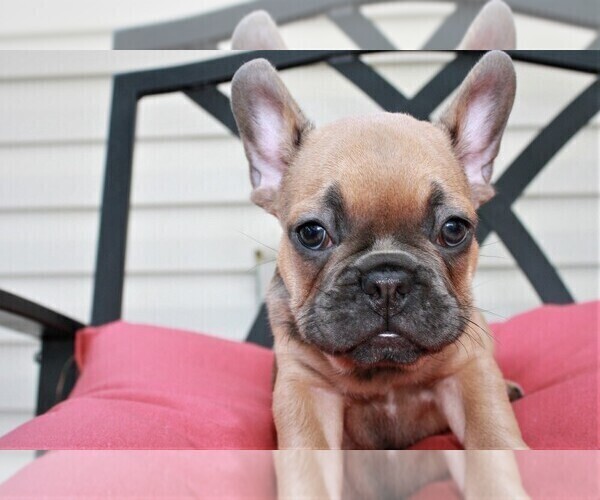Medium Photo #2 French Bulldog Puppy For Sale in JACKSON, GA, USA