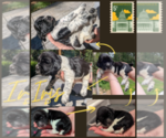 Puppy Iris English Springer Spaniel