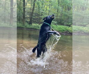 Shadow (King) Havard - Male Labrador Retriever-Unknown Mix Dog for Adoption - Photo #14
