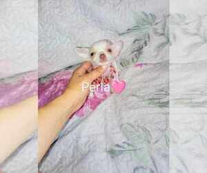 Chihuahua Puppy for Sale in BAKERSFIELD, California USA