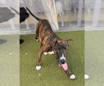 Small #1 Plott Hound
