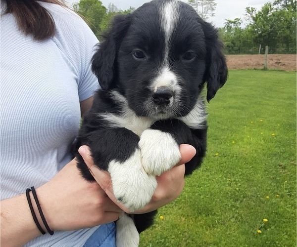 Medium Photo #13 Bernese Mountain Dog-Goldendoodle Mix Puppy For Sale in LEETONIA, OH, USA