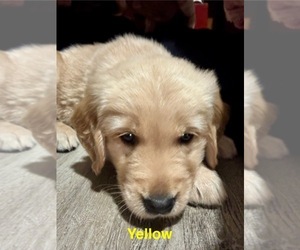 Golden Retriever Puppy for Sale in HAMPSTEAD, North Carolina USA