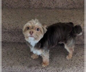 Father of the Yorkshire Terrier puppies born on 01/29/2026