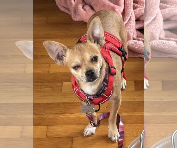 Medium Photo #7 Chihuahua-Unknown Mix Puppy For Sale in Holly Springs, NC, USA