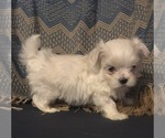 Small Photo #3 Maltese Puppy For Sale in SALEM, MO, USA