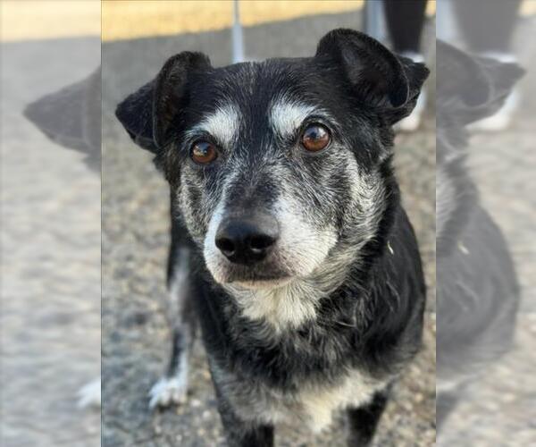 Medium Photo #1 Mutt Puppy For Sale in Woodland, CA, USA