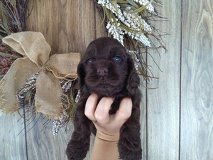 Cocker Spaniel Puppy for sale in PETERSBURG, IN, USA