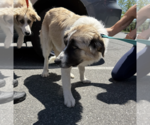 Small #2 Great Pyrenees Mix