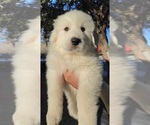 Small Photo #9 Great Pyrenees Puppy For Sale in LAS VEGAS, NV, USA