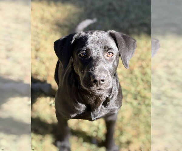 Medium Photo #1 Labrador Retriever-Unknown Mix Puppy For Sale in Boston, MA, USA