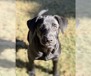 Labrador Retriever-Unknown Mix Dogs for adoption in Boston, MA, USA