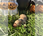 AKC Golden Retr - Male Golden Retriever Puppy for Sale - Photo #13