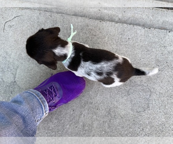 Medium Photo #1 German Wirehaired Pointer Puppy For Sale in TOOELE, UT, USA