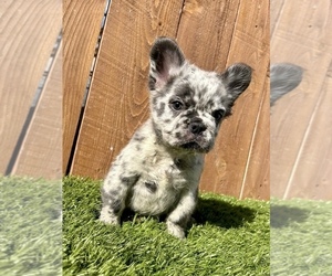 French Bulldog Puppy for sale in LAS VEGAS, NV, USA