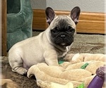 Small Photo #2 French Bulldog Puppy For Sale in BOLIVAR, MO, USA