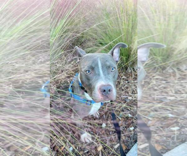 Medium Photo #9 Staffordshire Bull Terrier Puppy For Sale in Pompano Beach , FL, USA