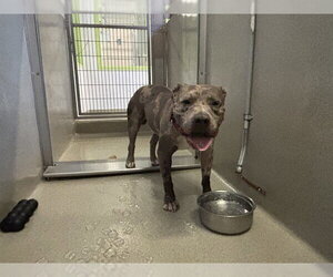 American Pit Bull Terrier Dogs for adoption in Rancho Cucamonga, CA, USA