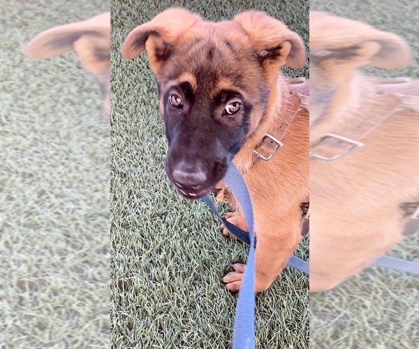 Medium Photo #4 Belgian Malinois Puppy For Sale in LOS ANGELES, CA, USA