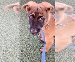 Small Photo #4 Belgian Malinois Puppy For Sale in LOS ANGELES, CA, USA