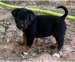 Gaston - Male Labrador Retriever-Unknown Mix Dog for Adoption - Photo #4