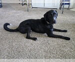 Small #8 Great Dane-Poodle (Standard) Mix