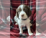 Small Photo #6 Brittany Puppy For Sale in GRANVILLE, MA, USA