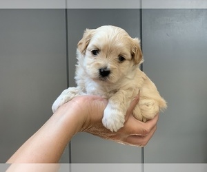 YorkiePoo Puppy for sale in DARLINGTON, MD, USA