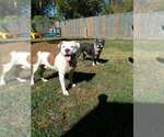 Small Photo #1 American Pit Bull Terrier Puppy For Sale in BAYTOWN, TX, USA