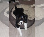 Small Photo #9 Australian Shepherd-Cavalier King Charles Spaniel Mix Puppy For Sale in HOWLAND, OH, USA