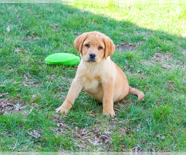 Medium Photo #1 Labrador Retriever Puppy For Sale in SYRACUSE, IN, USA