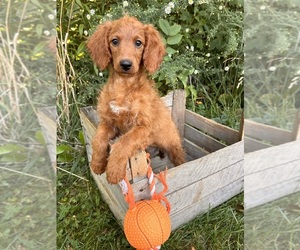 Goldendoodle (Miniature) Puppy for sale in MIDDLEBURY, IN, USA