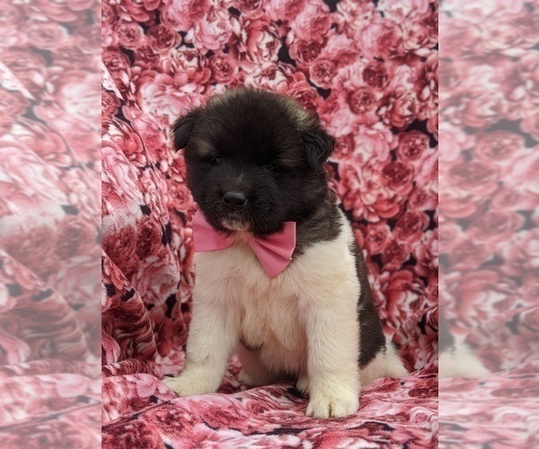 Medium Photo #6 Akita Puppy For Sale in PARADISE, PA, USA