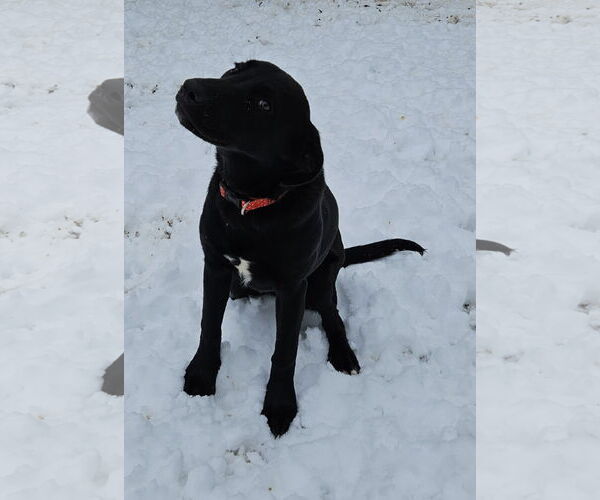 Medium Photo #7 Labrador Retriever-Unknown Mix Puppy For Sale in Corinth, MS, USA
