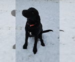 Small #6 Labrador Retriever Mix