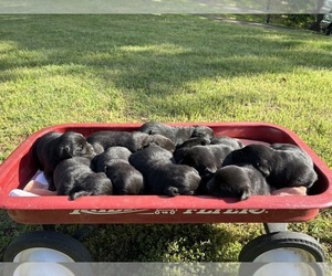 Labrador Retriever Puppy for sale in ROCKMART, GA, USA